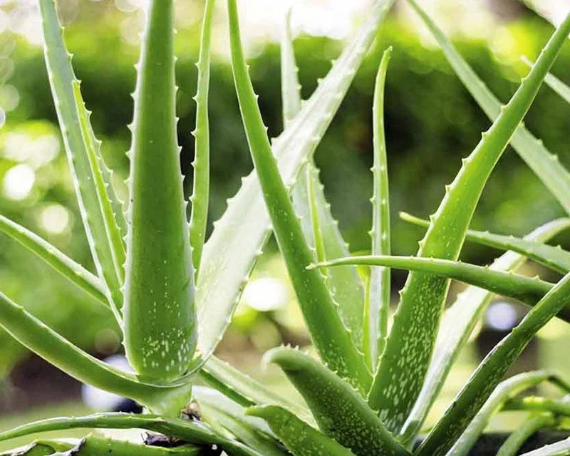 Aloe Vera