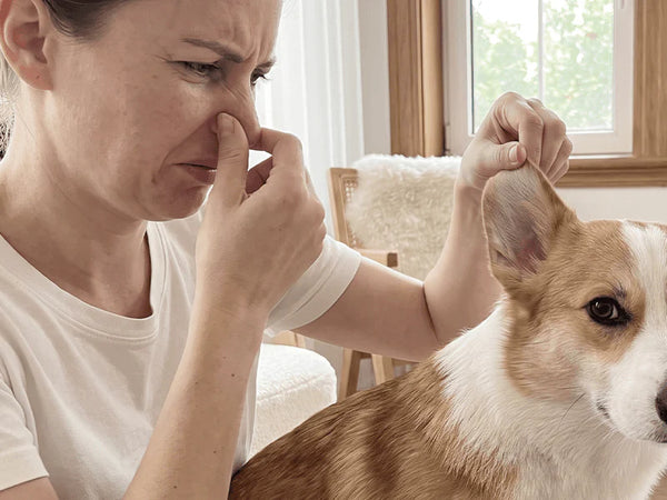 Foul Ear Odor